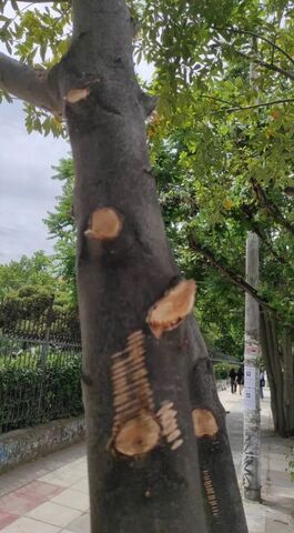 Φωτογραφία 2