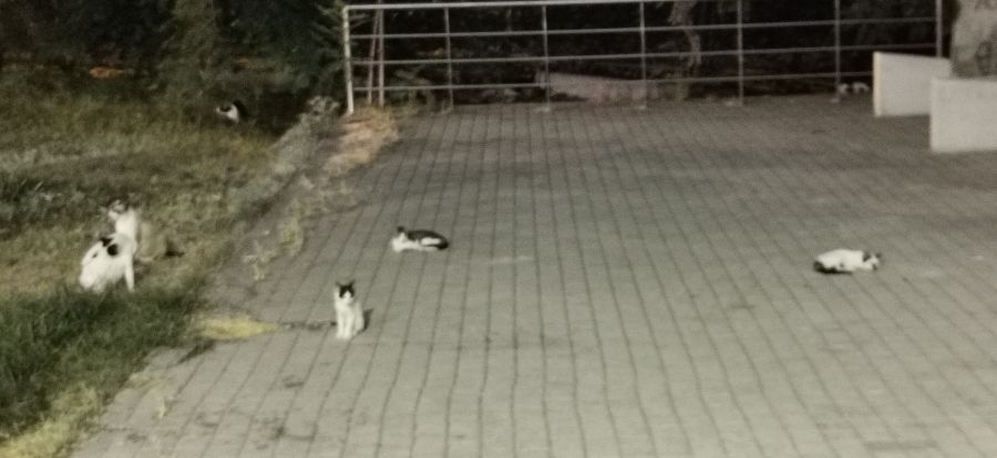 Φωτογραφία 2